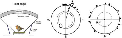 The Magnetic Compass of Birds: The Role of Cryptochrome